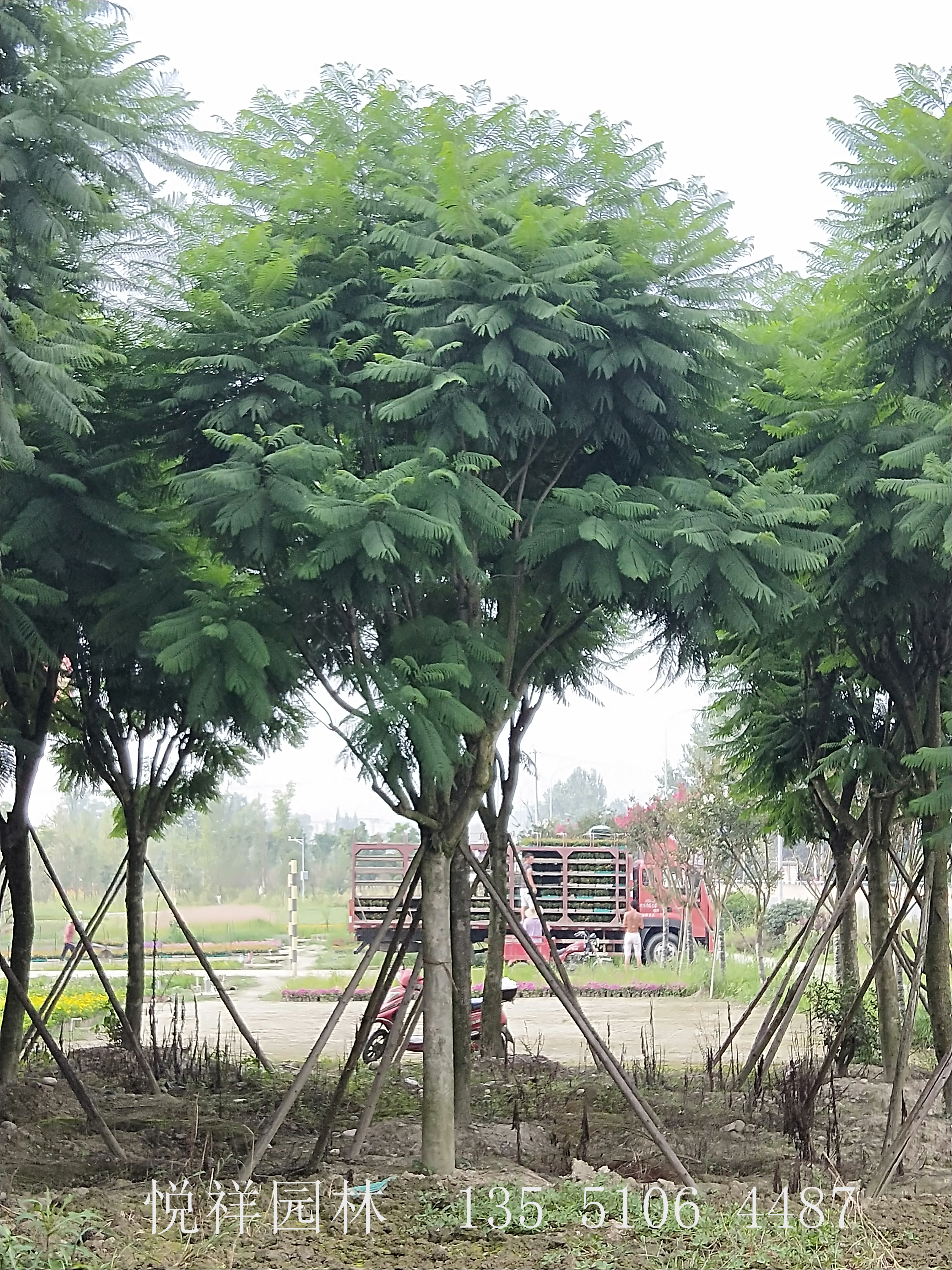 藍(lán)花楹
