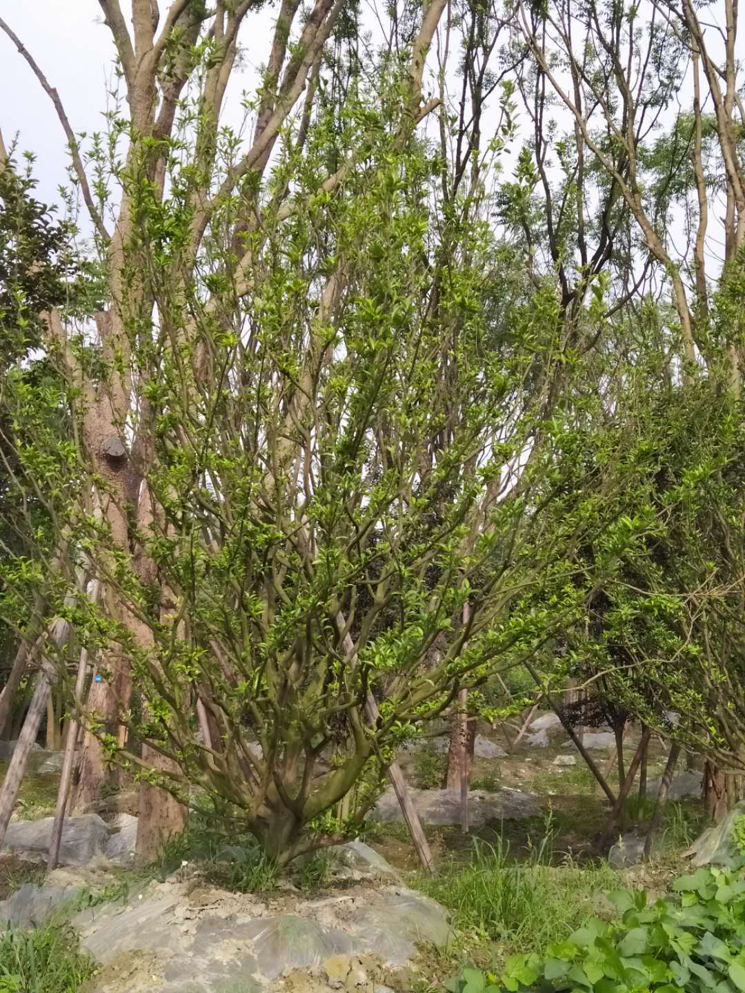 香泡